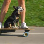Electric Skateboards Buying Guide for Urban Commuters