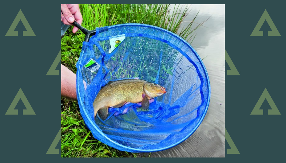 Nets berkley bcf catch telescopic Best Fishing Nets for Landing Your Catch