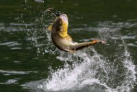 Fishing Tackle Storage Solutions for Organized Anglers