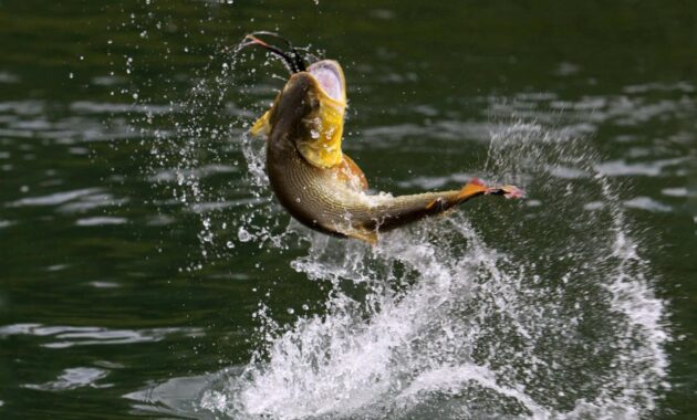 Fishing Tackle Storage Solutions for Organized Anglers