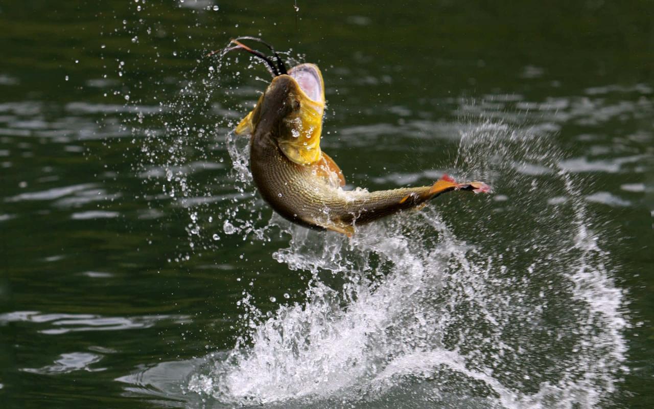 激安/新作 Creek Amazon Angler´s Device Alert: - www.emtrainingsolutions.com Fishing Tackle Storage Solutions for Organized Anglers