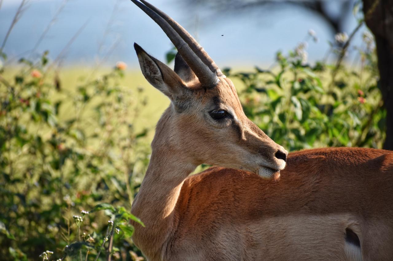 Free Images : mammal, wildlife, vertebrate, impala, horn, antelope ... Common Mistakes to Avoid When Buying Furniture Online